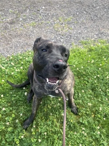 An adult large-sized female Presa Canario dog named Tilly for adoption in Stratham, NH