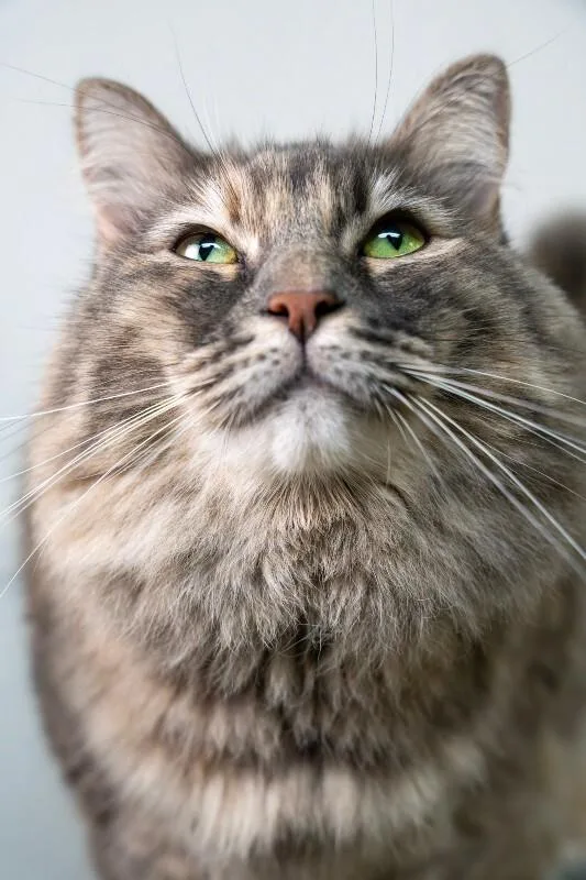 An adult large-sized female Domestic Long Hair cat named Bernie for adoption in Arlington, WA