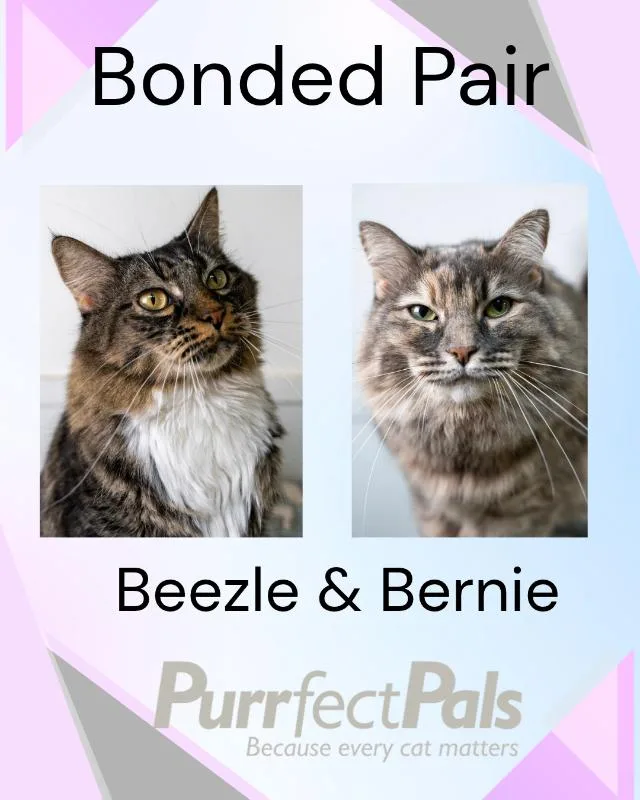 Bernie thumbnail 5
