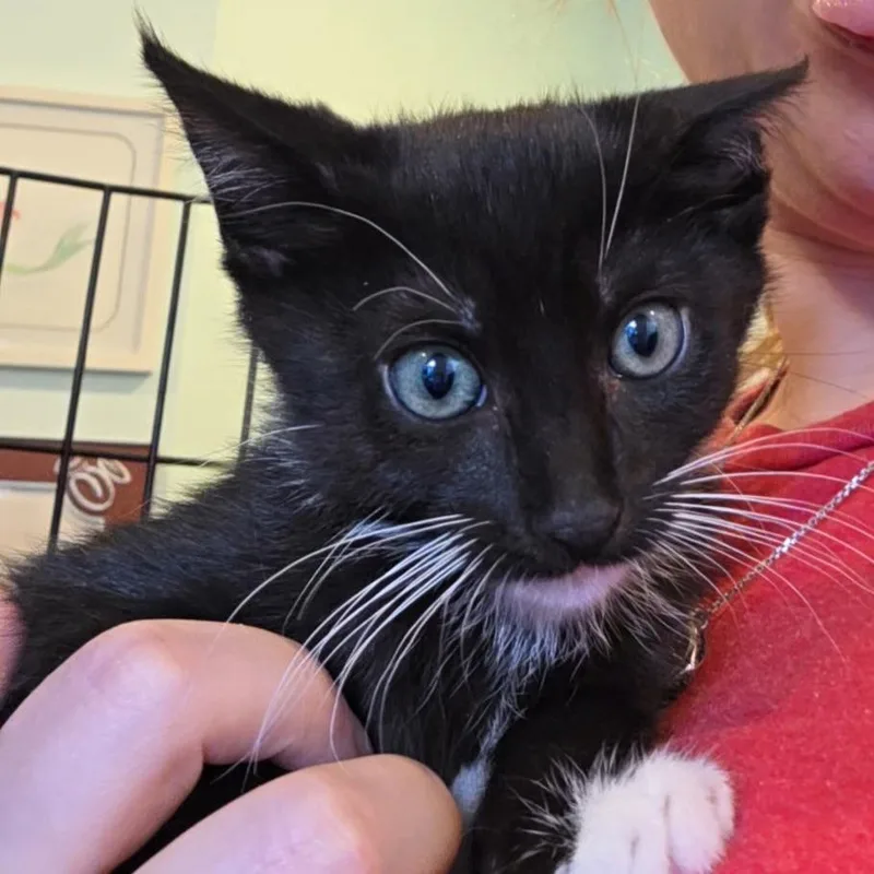 A baby small-sized female Black Domestic Short Hair cat named Binnie for adoption in Bel Air, MD
