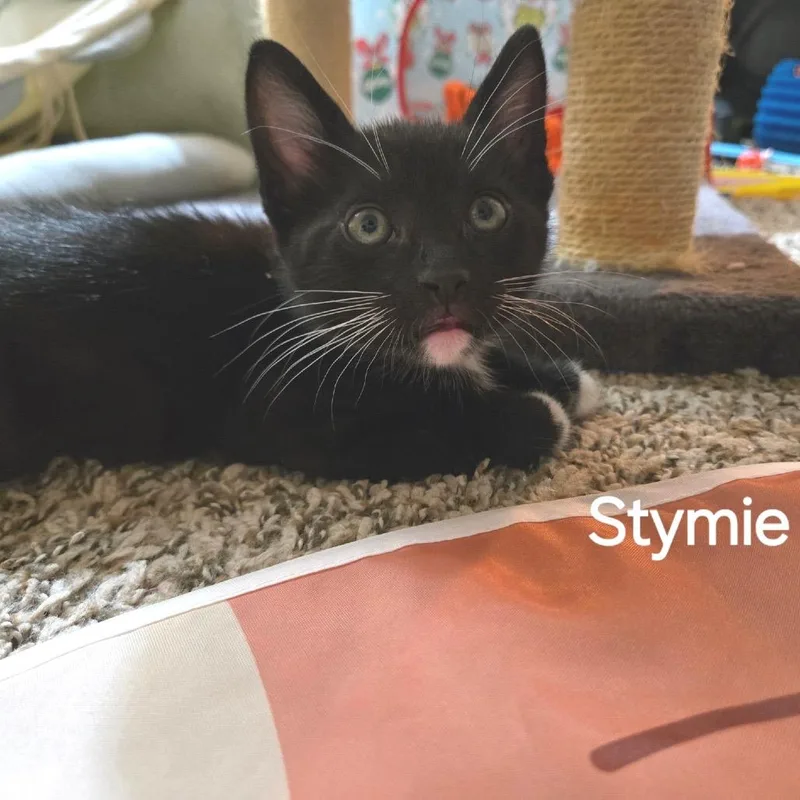 A baby small-sized male Black Domestic Short Hair cat named Stymie for adoption in Chino Hills, CA