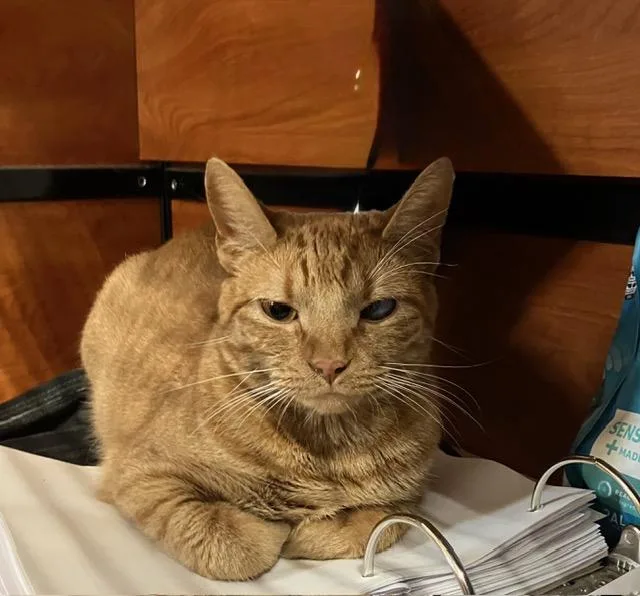An adult medium-sized male Tabby (Orange / Red) Tabby cat named Ducky for adoption in Waldorf, MD