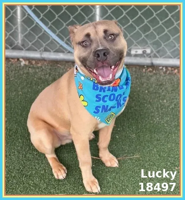 An adult medium-sized male White / Cream Pit Bull Terrier dog named Lucky for adoption in Marietta, GA