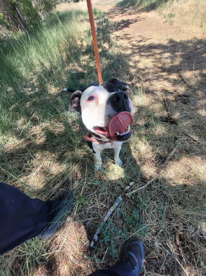 An adult medium-sized female Pit Bull Terrier dog named Panda for adoption in Monte Vista, CO