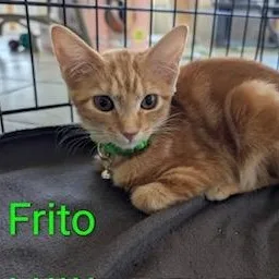 A baby medium-sized female Tabby (Orange / Red) Tabby cat named Frito for adoption in Southern Pines, NC