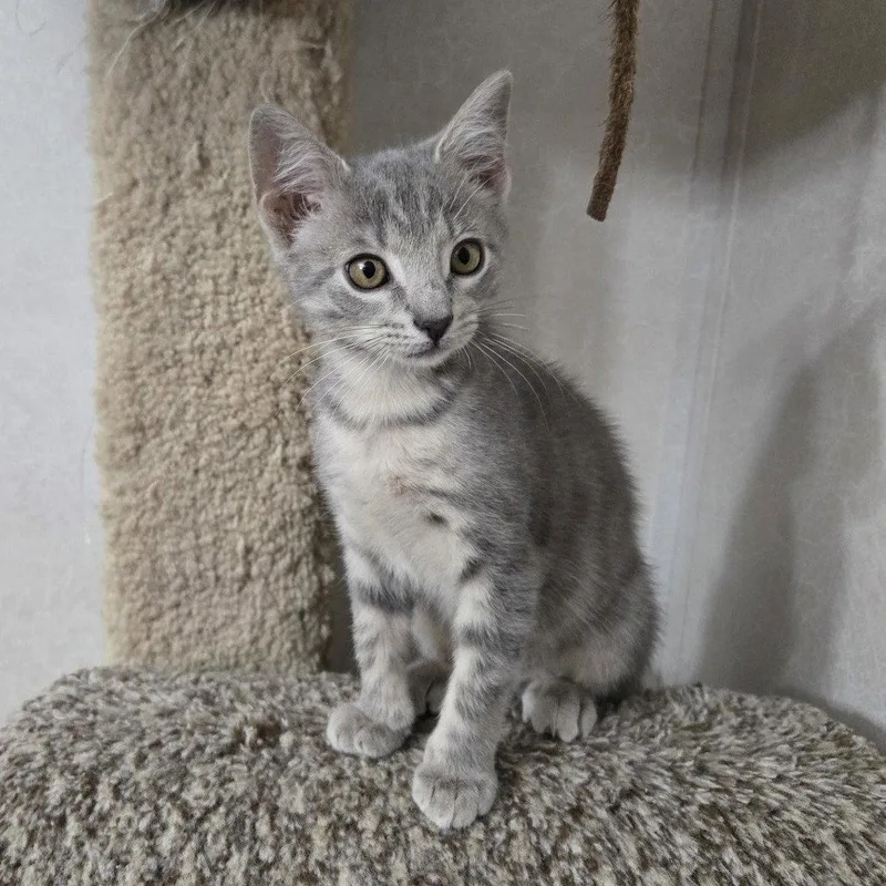 A baby medium-sized male Tabby cat named Kahlua for adoption in Garland, TX