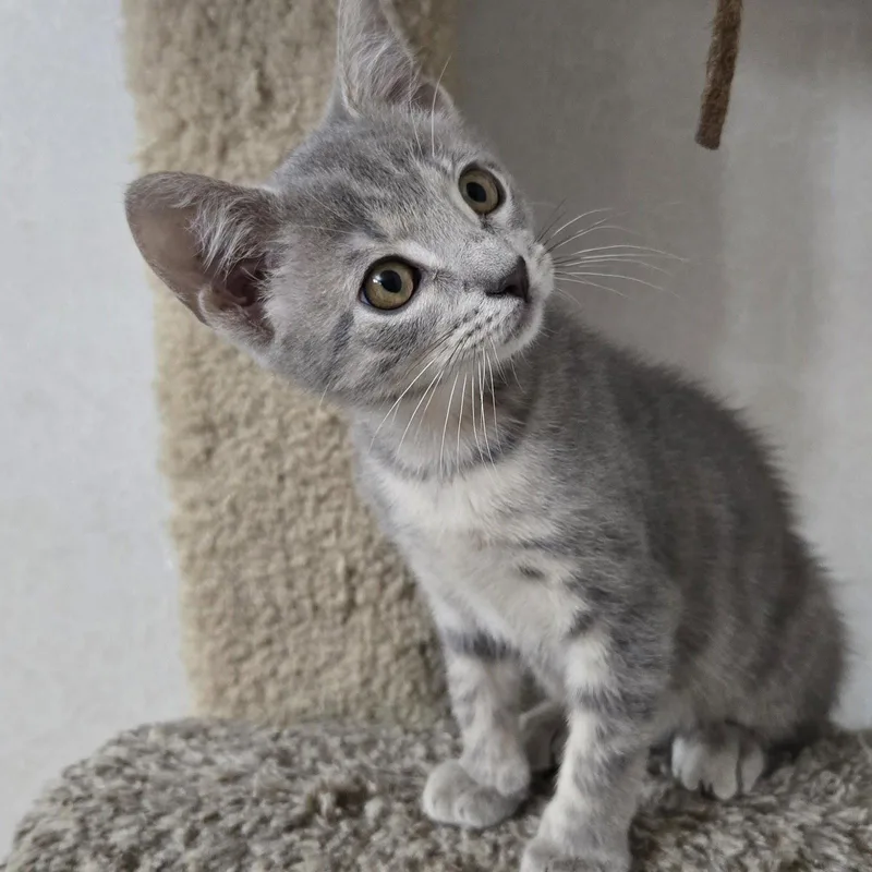 Kahlua thumbnail 2