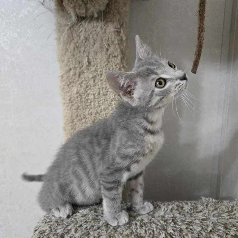 Kahlua thumbnail 3