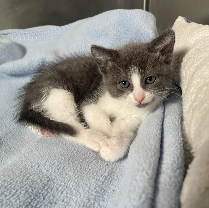 A young small-sized male Domestic Short Hair cat named Tootles for adoption in Lathrop, CA