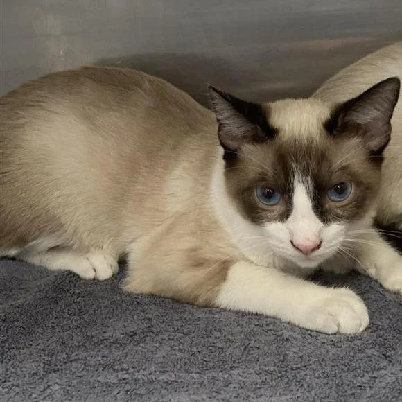 A baby medium-sized male Domestic Short Hair cat named Marty for adoption in Long Beach, CA