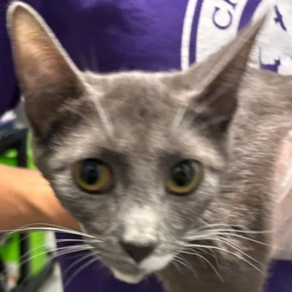 A young small-sized female Domestic Short Hair cat named Lynn for adoption in Des Moines, IA