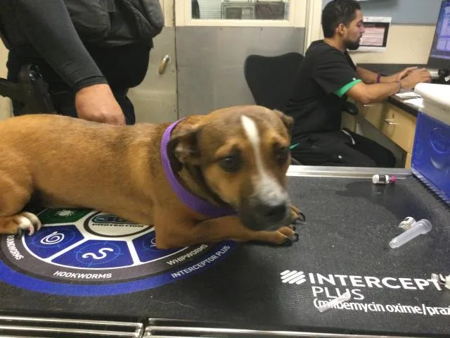 A young small-sized female Dachshund dog named Sunshine for adoption in Riverside, CA