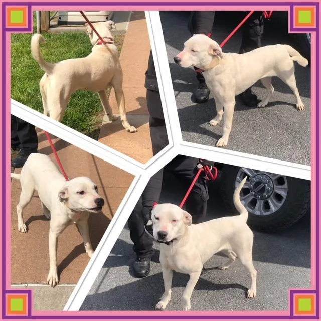 A young medium-sized female White / Cream Labrador Retriever dog named Luna Bell for adoption in Buckhannon, WV