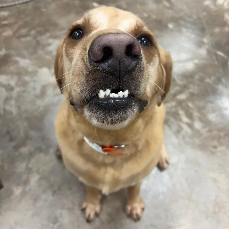 An adult small-sized male Yellow / Tan / Blond / Fawn Mixed Breed dog named Ricky for adoption in Fredericksburg, VA