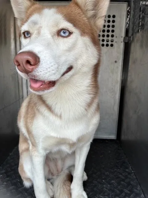Sheila