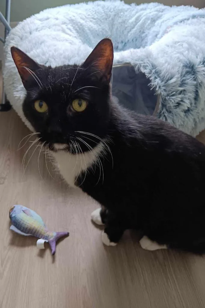 Obsidian thumbnail 2