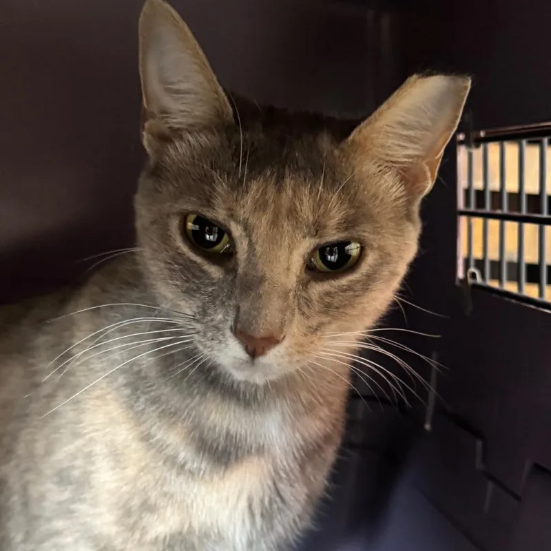 A young medium-sized female Calico Domestic Short Hair cat named Posey for adoption in Decatur, GA