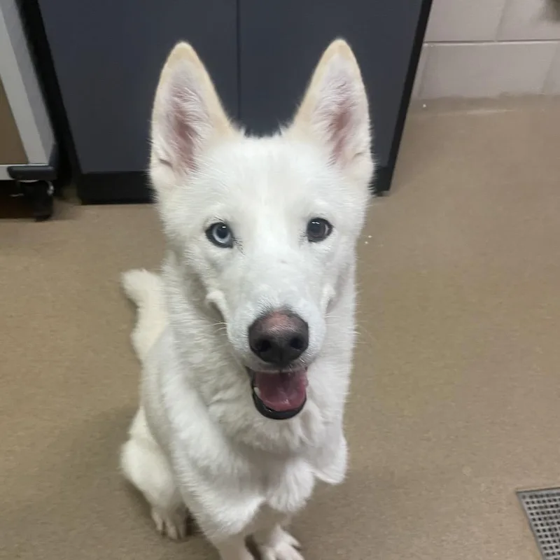 An adult medium-sized male White / Cream Mixed Breed dog named Aspen for adoption in Chattanooga, TN