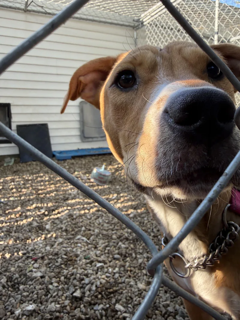 A young medium-sized female White / Cream Beagle dog named June for adoption in Middlefield , OH