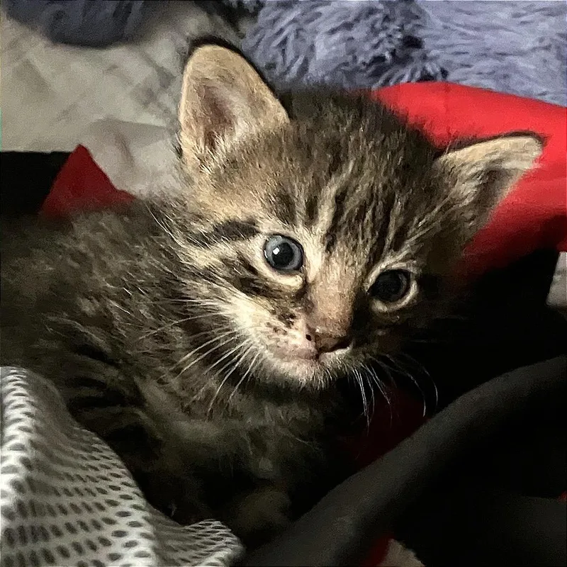 A baby small-sized male Black Domestic Short Hair cat named River Dance for adoption in Boerne, TX