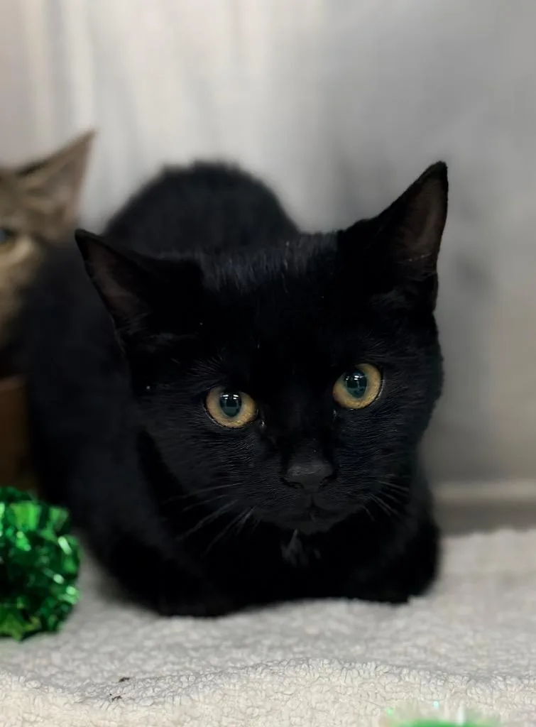 A baby medium-sized male Domestic Short Hair cat named Derby for adoption in Danielsville, GA