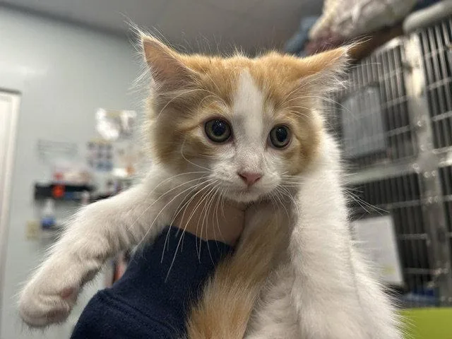 A baby small-sized female Orange / Red Domestic Medium Hair cat named Aqua for adoption in Tavares, FL