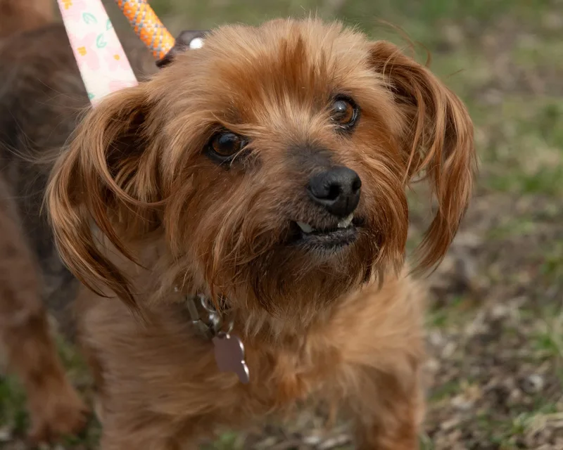 A senior small-sized female Yorkshire Terrier dog named Cupcake for adoption in Palatine, IL