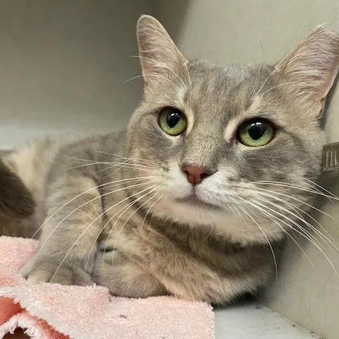 An adult large-sized male Brown / Chocolate Domestic Short Hair cat named Benny for adoption in Dayton, OH