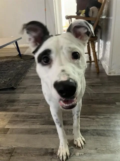 A young large-sized male Mixed Breed dog named Jacob for adoption in Dallas, TX