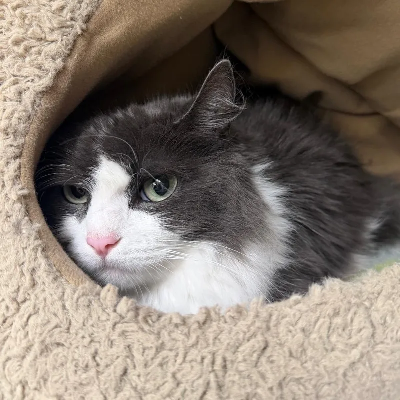 An adult medium-sized female Domestic Long Hair cat named Pixie for adoption in East Smithfield , PA