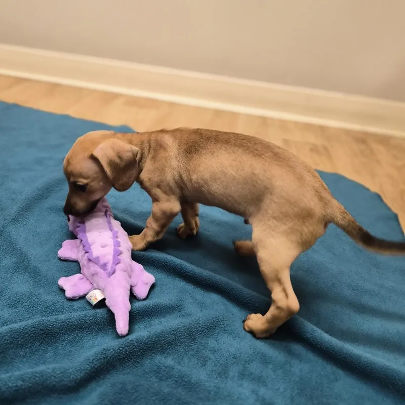 A baby small-sized male Yellow / Tan / Blond / Fawn Chihuahua dog named Cody for adoption in Woodstock, IL