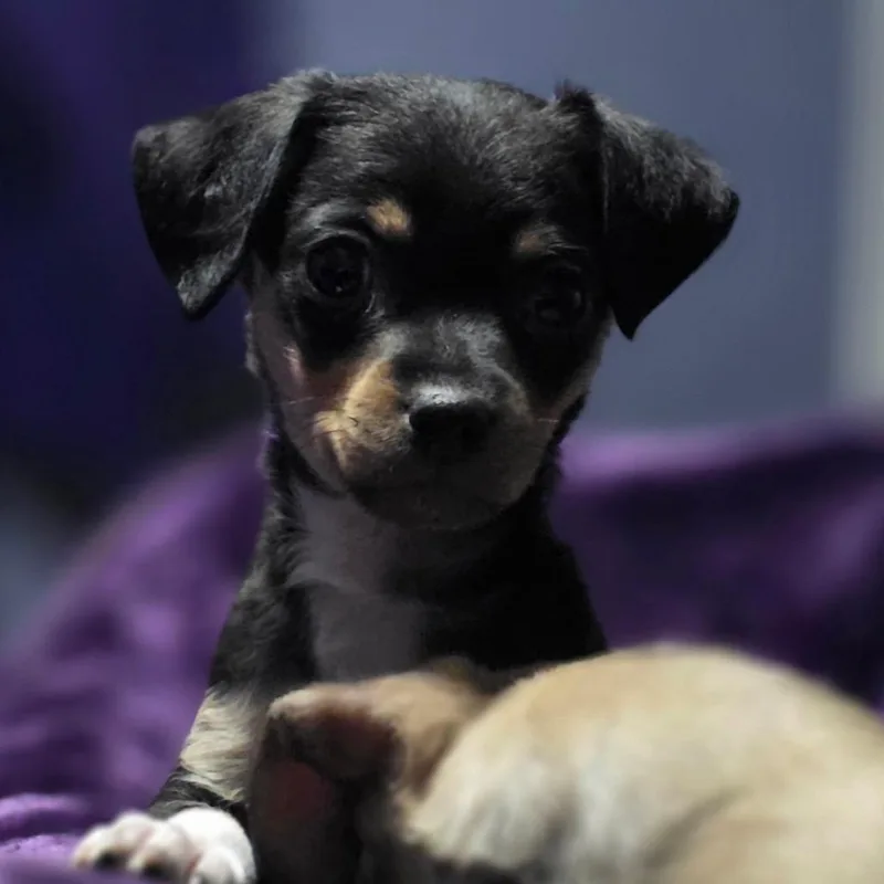 A baby small-sized male Black Jack Russell Terrier dog named Fox for adoption in Chillicothe, IL