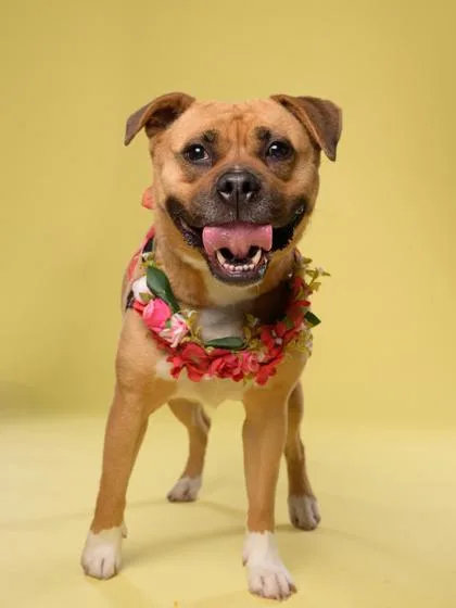 An adult medium-sized female Pit Bull Terrier dog named Dee Dee for adoption in Atlanta, GA