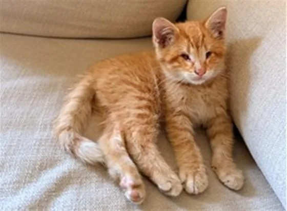 A baby small-sized male Domestic Short Hair cat named Scout for adoption in Denver, CO