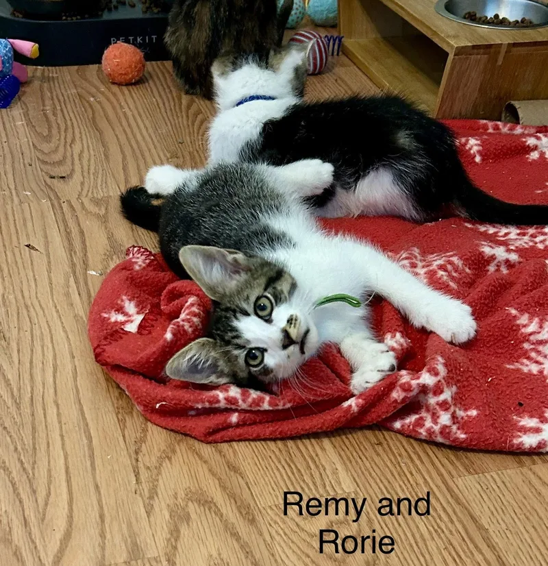 A baby medium-sized male Domestic Short Hair cat named Rorie for adoption in Buford, GA