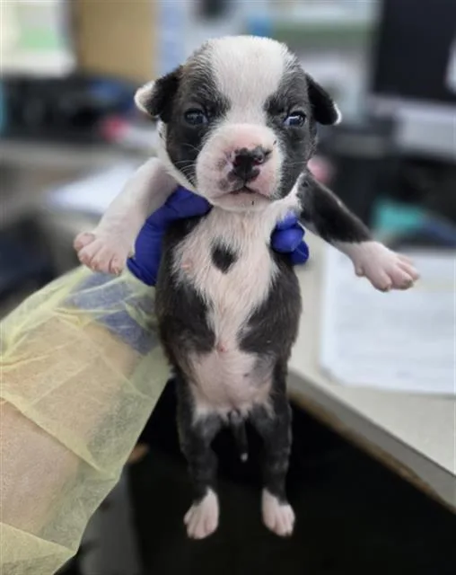 A baby large-sized female Mixed Breed dog named Colada for adoption in Dallas, TX