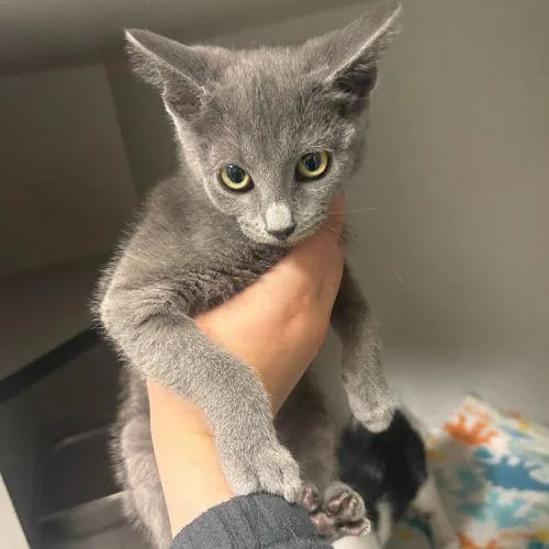 A baby small-sized female Domestic Short Hair cat named Baby for adoption in Aurora, CO