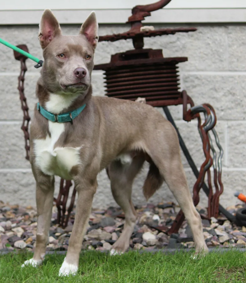 A young medium-sized male Mixed Breed dog named Pete for adoption in Portage, WI