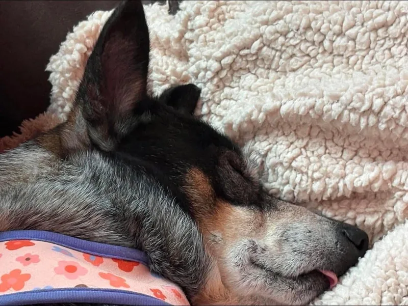 Gertie thumbnail 6