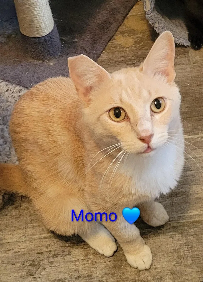 Momo