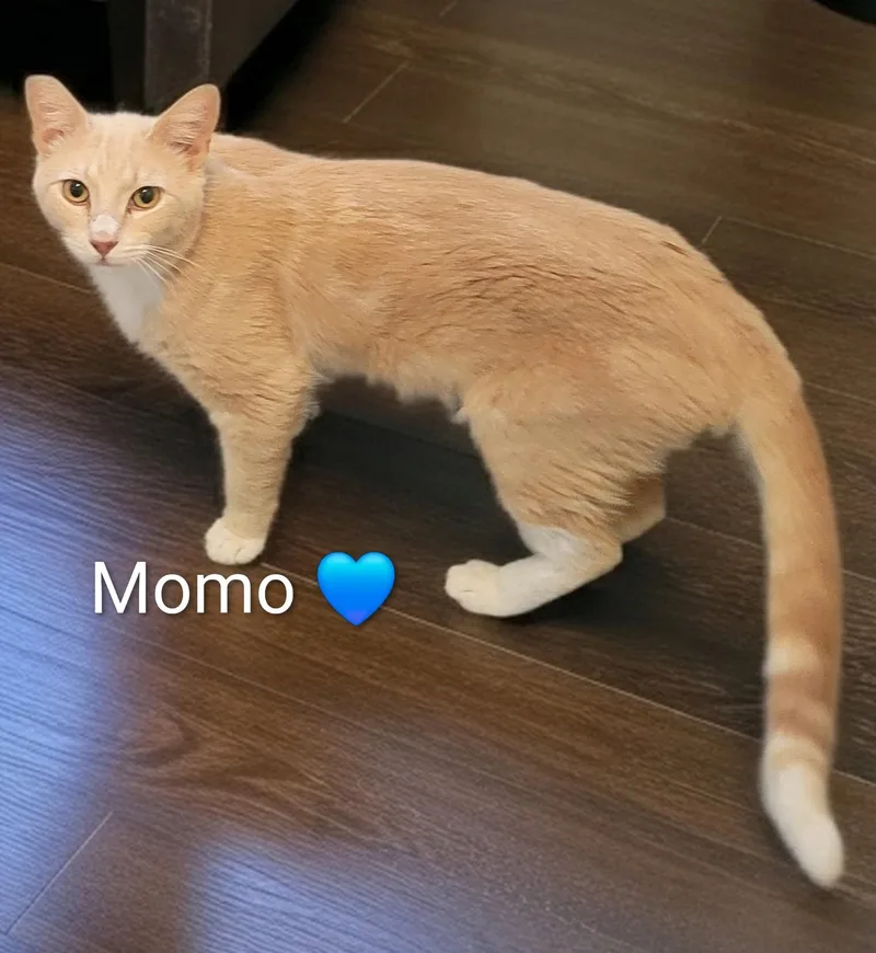 Momo thumbnail 2