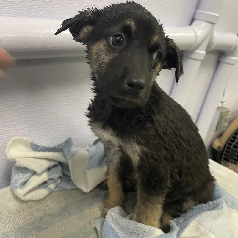 A baby small-sized female Cattle Dog dog named Boo for adoption in Spokane, WA