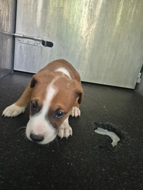 A baby small-sized male American Staffordshire Terrier dog named Woods for adoption in San Antonio, TX
