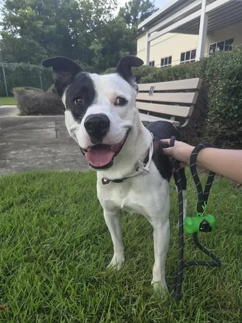 A young large-sized male Staffordshire Bull Terrier dog named Pirata for adoption in Houston, TX