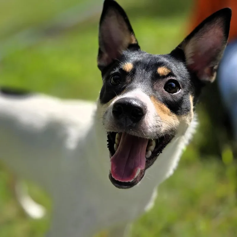 A young small-sized female Rat Terrier dog named Chloe for adoption in Michigan City, IN