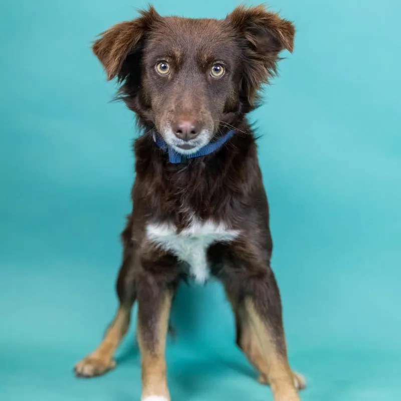 An adult medium-sized male Brown / Chocolate Mixed Breed dog named Hazel for adoption in Portland, OR
