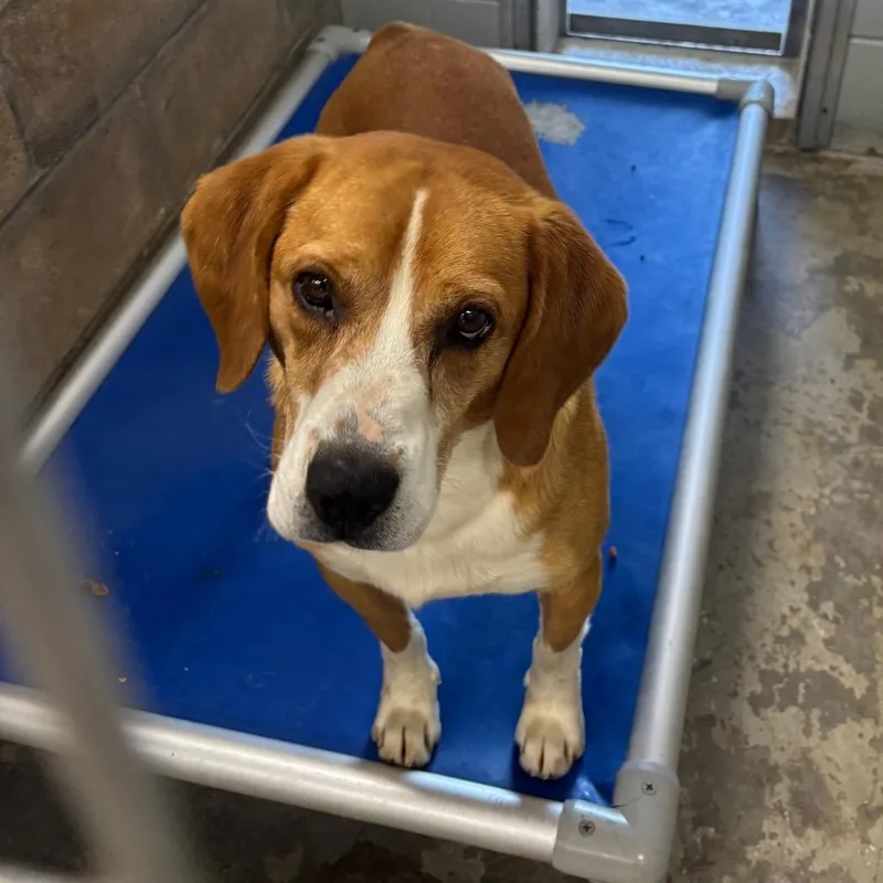 An adult small-sized male White / Cream Hound dog named Petey for adoption in Brookfield, MO