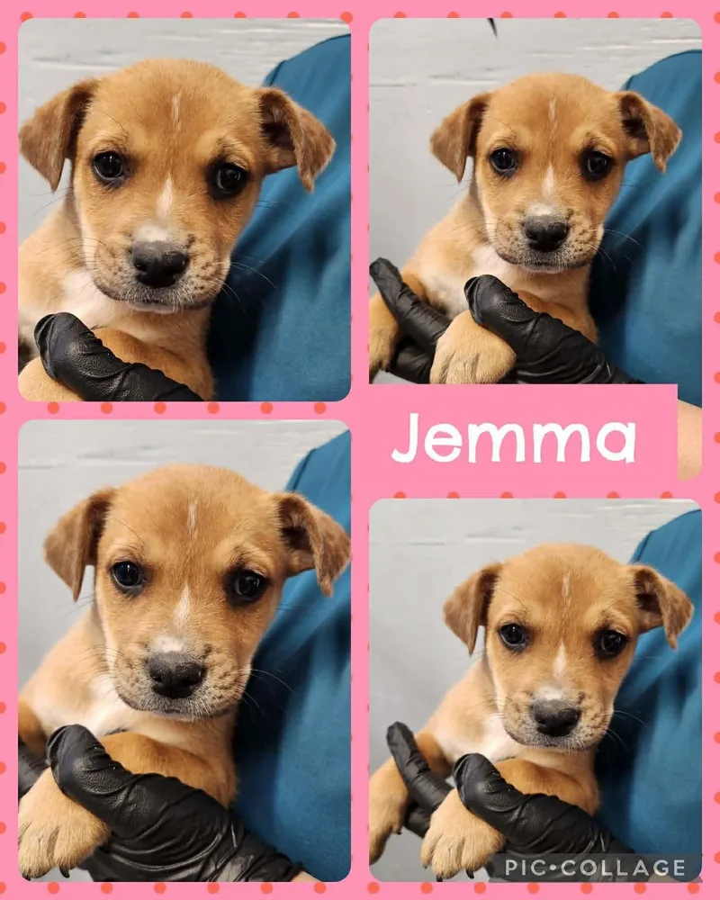 A baby medium-sized female Golden Labrador Retriever dog named Jemma for adoption in Ringwood, NJ