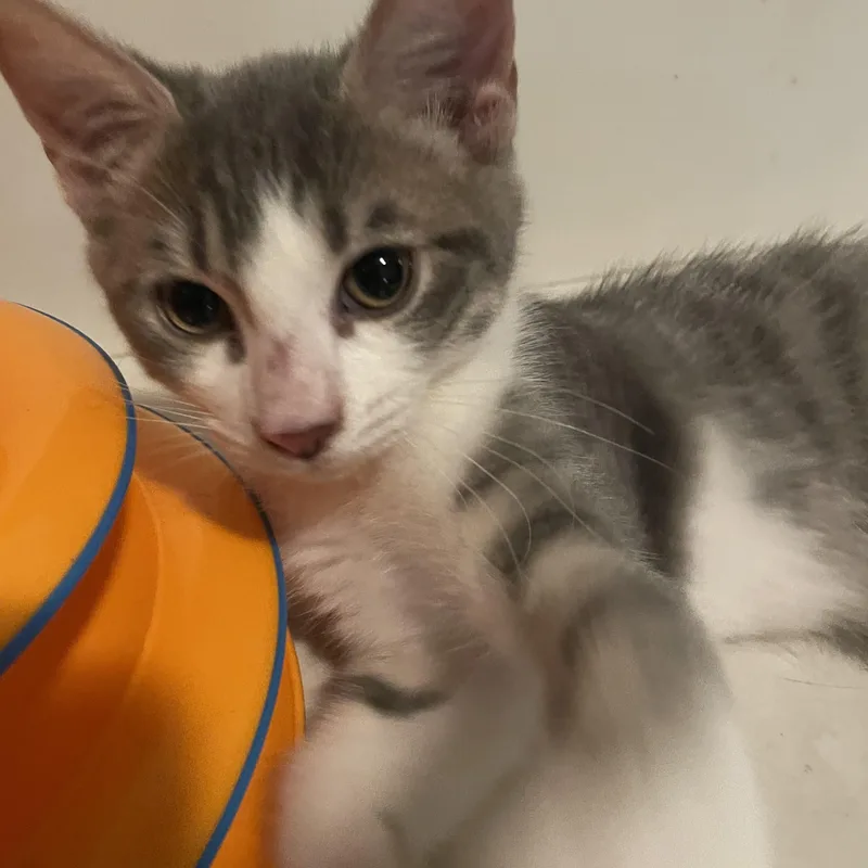 A baby small-sized male Tabby (Gray / Blue / Silver) Domestic Short Hair cat named Mitsu for adoption in Covina , CA