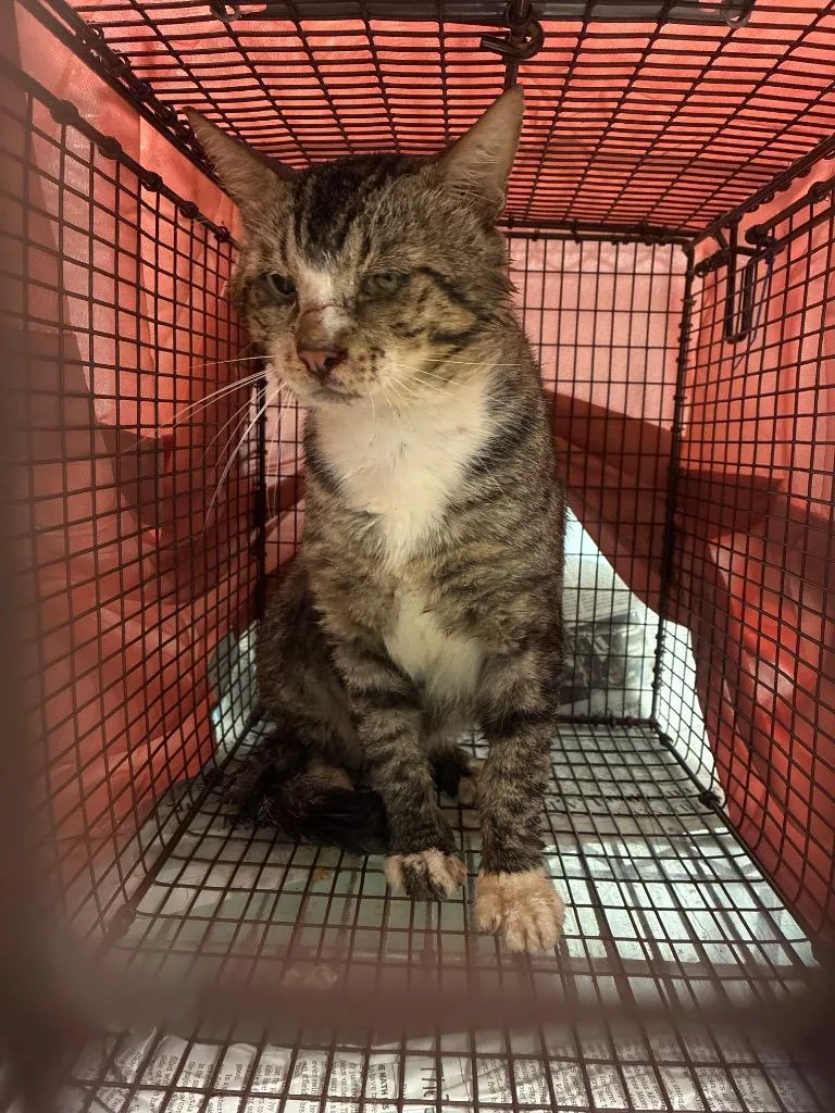 A young medium-sized male Domestic Short Hair cat named Poncho for adoption in New Braunfels, TX